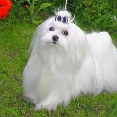 Maltese (maltese), photo 2 of 14