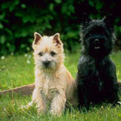 Cairn terrier, photo 4 of 14