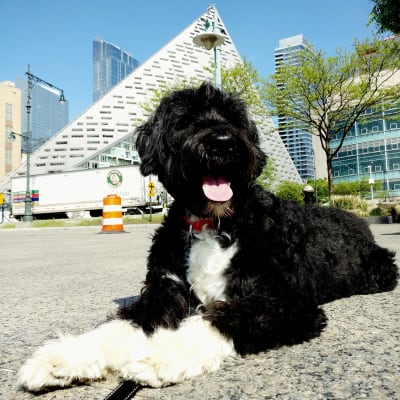 Portuguese Water Dog, photo 4 of 4