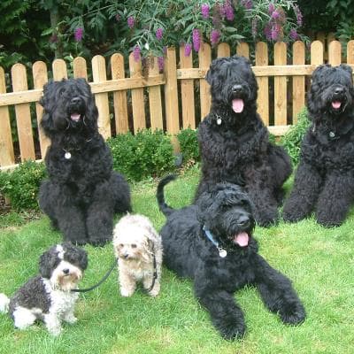 Russian black terrier, photo 4 of 5