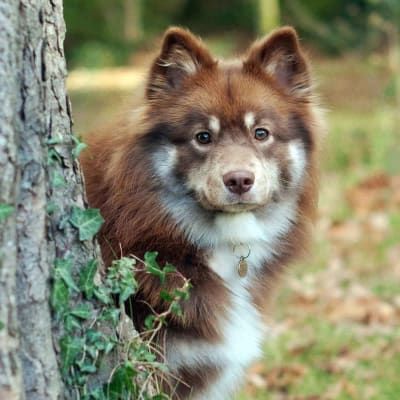 Australian Shepherd, photo 2 of 4