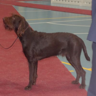 Pudelpointer, photo 3 of 4
