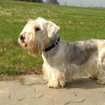 Cesky Terrier, photo 4 of 4