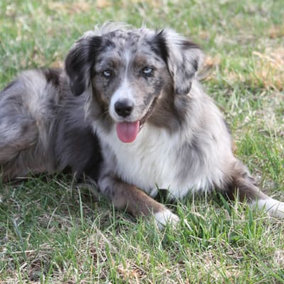 Miniature American Shepherd, photo 3 of 4