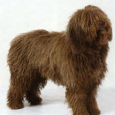 Spanish water dog, photo 5 of 5