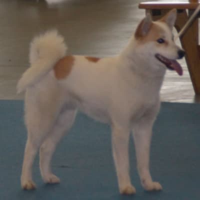 Norrbottenspets, photo 2 of 3