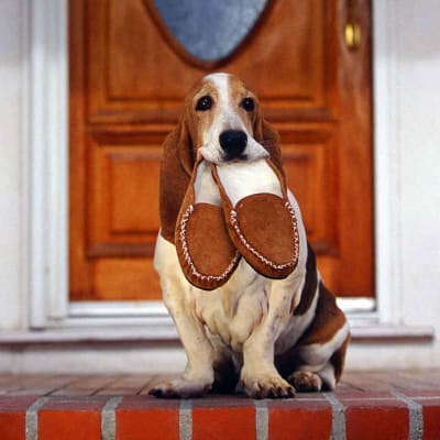 Basset Hound, photo 2 of 3