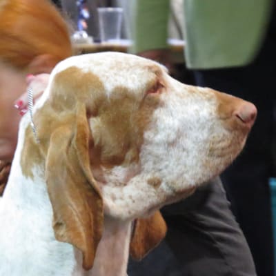 Bracco Italiano, photo 4 of 4