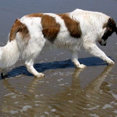 Aidi (Atlas Shepherd Dog), photo 4 of 11