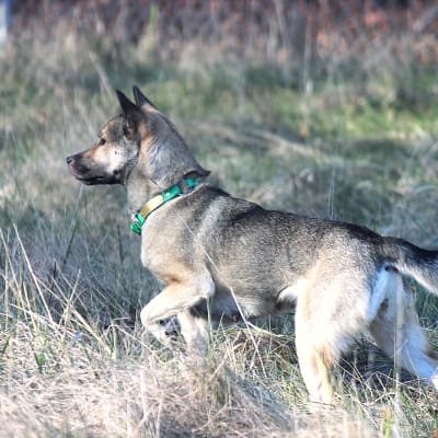 Kishu Ken, photo 4 of 4