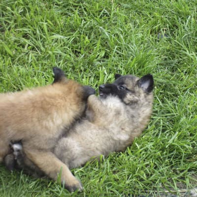 Belgian Shepherd Tervuren, photo 4 of 6