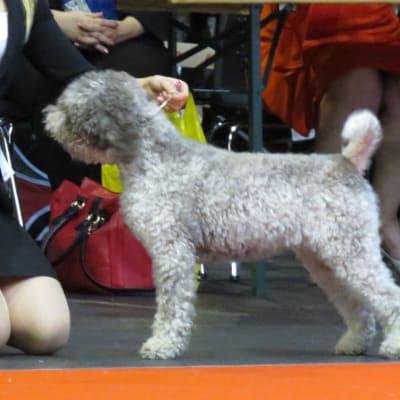 Lagotto Romagnolo, photo 3 of 4