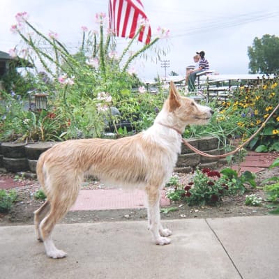 Portuguese Podengo, photo 4 of 4