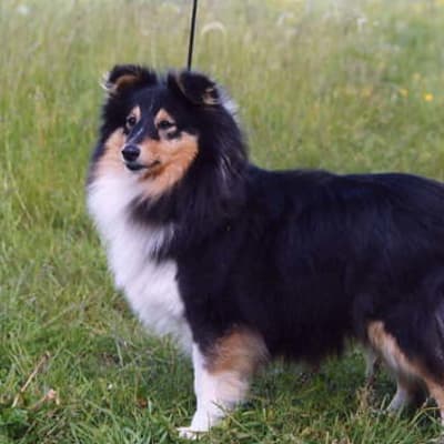 Sheltie Shetland Sheepdog, photo 2 of 3