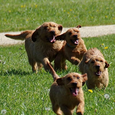 Basset Fauve de Bretagne, photo 3 of 4
