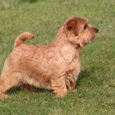 Norfolk Terrier, photo 2 of 6