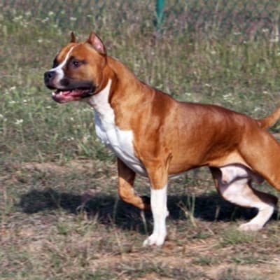 American staffordshire terrier, photo 2 of 14