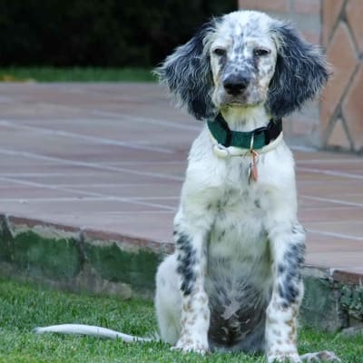 English setter, photo 3 of 10