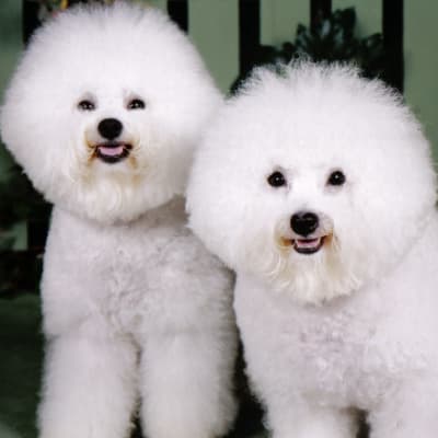 Bichon Frize, photo 3 of 17