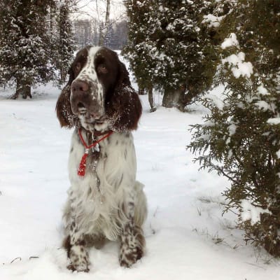 English springer spaniel, photo 2 of 10