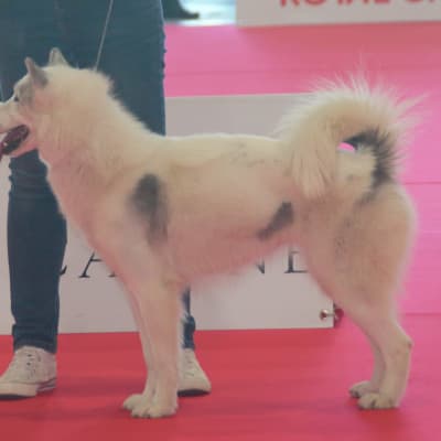 Canadian Eskimo Dog, photo 3 of 4