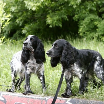 Russian Spaniel, photo 2 of 7