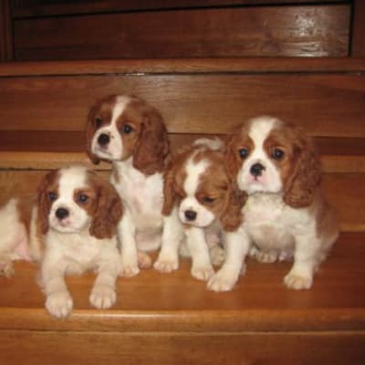 Cavalier king charles spaniel, photo 3 of 12