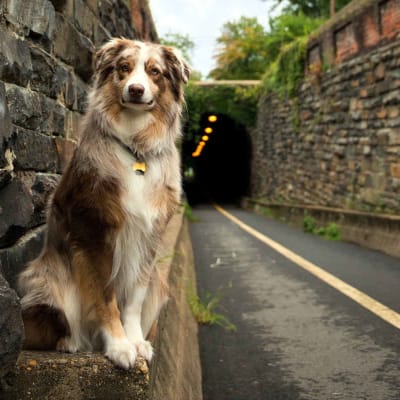 Australian Shepherd, photo 4 of 4