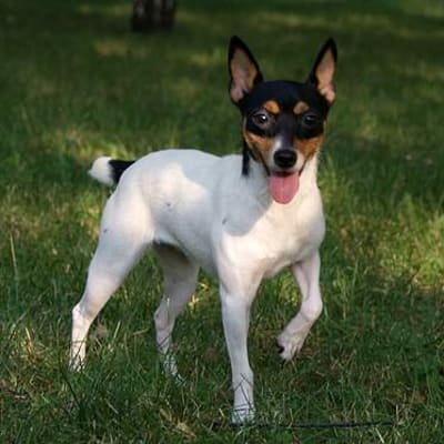 American Toy Terrier, photo 4 of 9