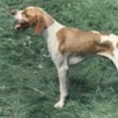 Hertha Pointer, photo 5 of 5
