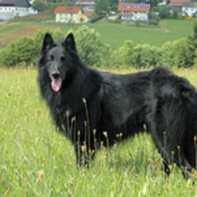 Groenendael (Belgian Shepherd Dog), photo 3 of 9