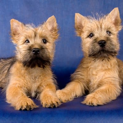 Cairn terrier, photo 2 of 14
