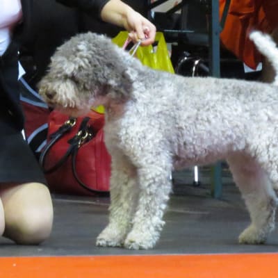 Lagotto Romagnolo, photo 4 of 4