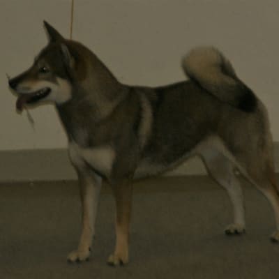 Shikoku, photo 3 of 4