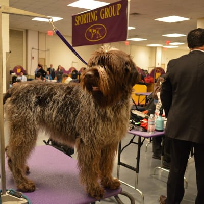Korthals Griffon, photo 2 of 2