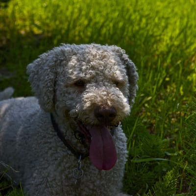 Lagotto Romagnolo, photo 2 of 4