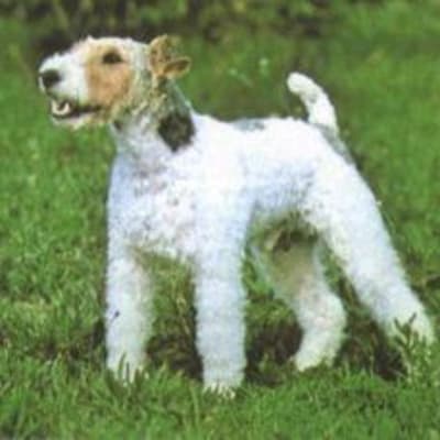 Fox Terrier - Wire, photo 4 of 5