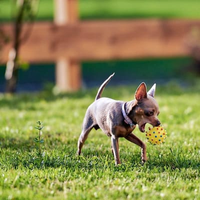 Russian toy (toy terrier), photo 3 of 5