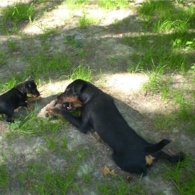 German hunting terrier, photo 2 of 5