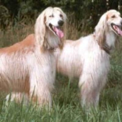 Bakhmul (native Afghan hound), photo 3 of 5