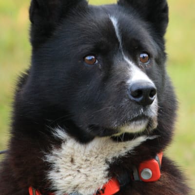 Karelian Bear Dog, photo 3 of 4