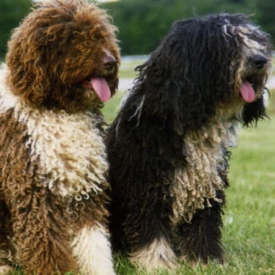 Spanish water dog, photo 3 of 5