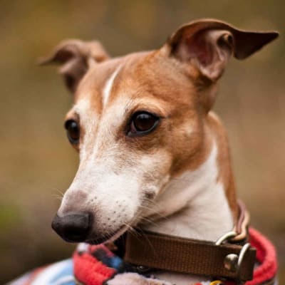 Italian greyhound, photo 3 of 14