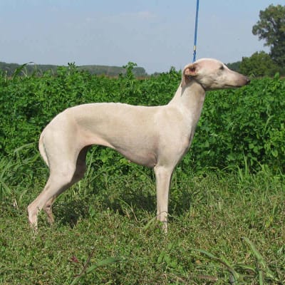Italian greyhound, photo 2 of 14