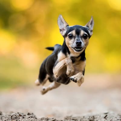 Russian toy (toy terrier), photo 5 of 5