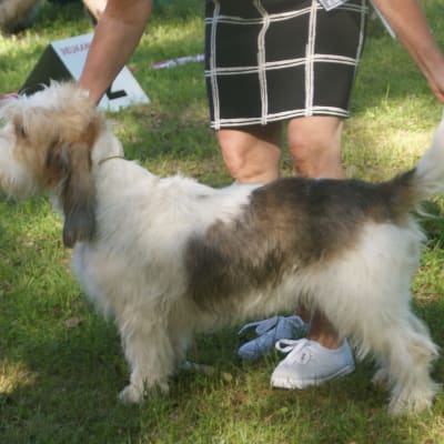 Grand Basset Griffon Vendeen, photo 4 of 4