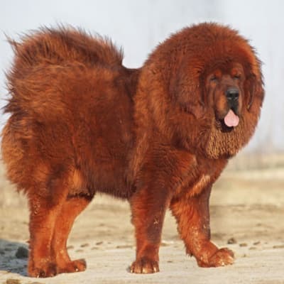 Mastiff Tibetan, photo 4 of 11
