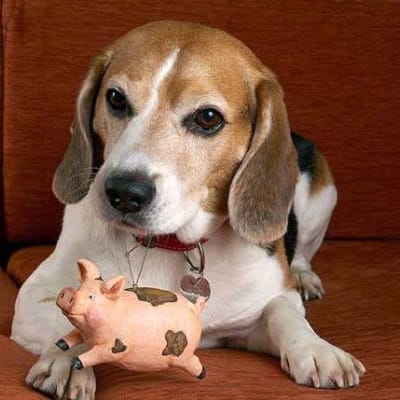 Artois Hound, photo 4 of 5