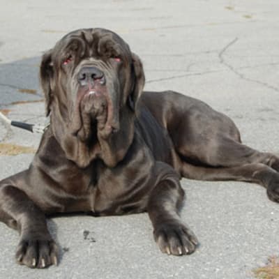 Mastino Napoletano, photo 2 of 6
