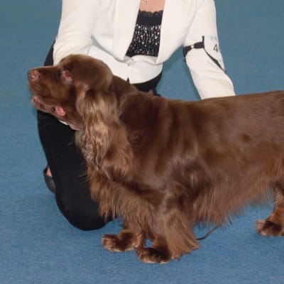 Sussex Spaniel, photo 4 of 4
